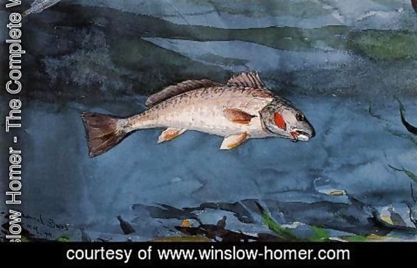 Winslow Homer - Channel Bass