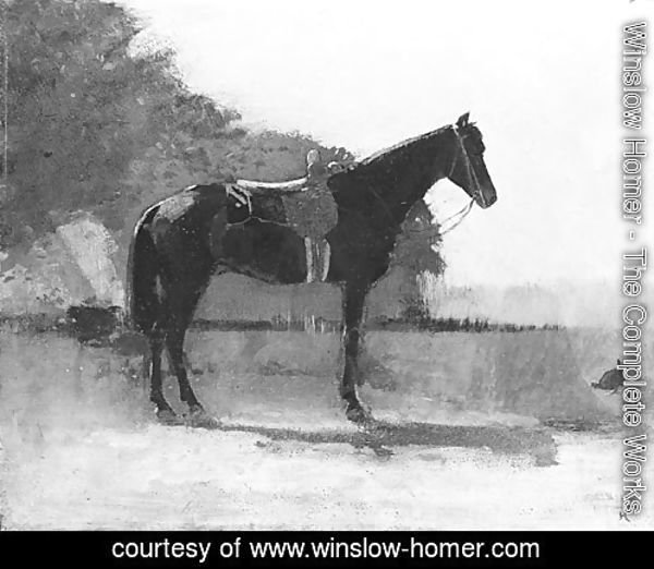 Saddle Horse in Farm Yard