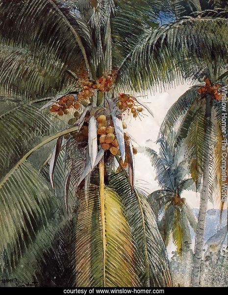 Coconut Palms, Key West