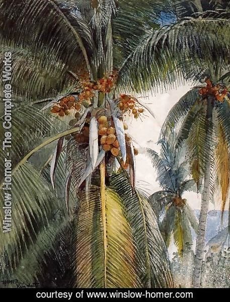 Key West Florida Unused MINT Postcard Winslow Homer Coconut Palms 