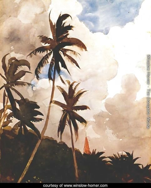 Palm trees (Bahamas)